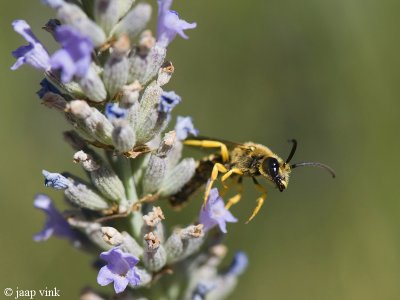 Breedbandgroefbij - Halictus scabiosae