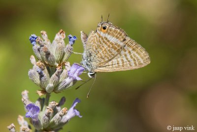 Long-tailed Blue - Tijgerblauwtje - Lampides boeticus