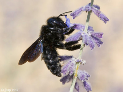 Carpenter Bee - Blauwzwarte Houtbij - Xylocopa violacea