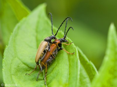 Red Longhorn Beetle - Rode Smalbok - Leptura rubra
