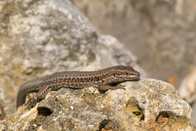 Common Wall Lizard - Muurhagedis - Podarcis muralis