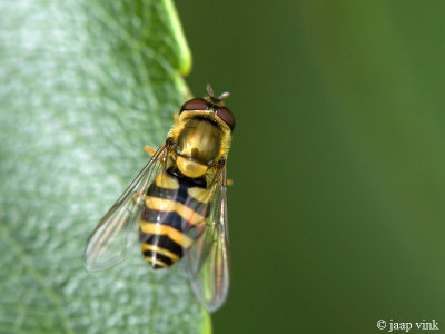 Common Banded Hoverfly - Bessenzweefvlieg - Syrphus ribesii