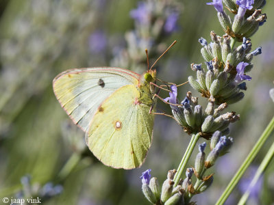 Pale Clouded Yellow - Gele Luzernevlinder - Colias hyale