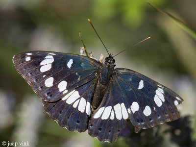 Southern White Admiral - Blauwe IJsvogelvlinder - Ladoga reducta