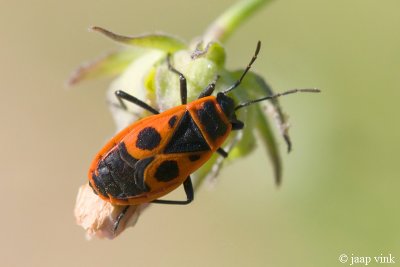 Firebug - Vuurwants - Pyrrhocoris apterus