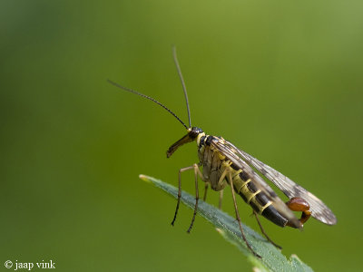 Scorpionfly - Schorpioenvlieg - Panorpa spec.