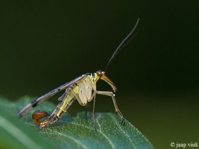 Scorpionfly - Schorpioenvlieg - Panorpa spec.