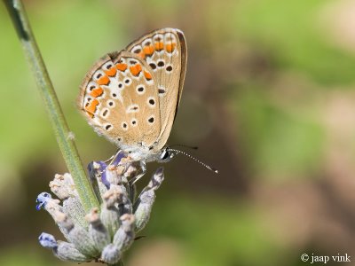 Common Blue - Icarusblauwtje - Polyommatus icarus