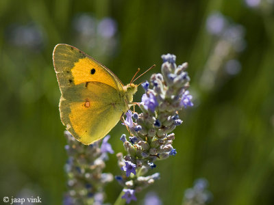 Clouded Yellow - Oranje Luzernevlinder - Colias croceus