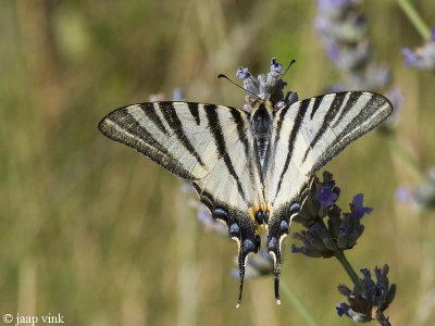 Scarce Swallowtail - Koningspage - Iphichlides podalirius