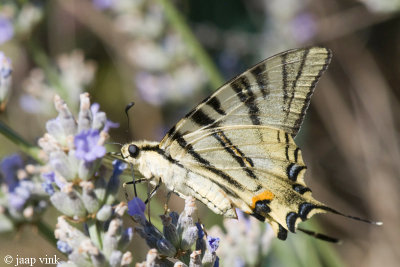 Scarce Swallowtail - Koningspage - Iphichlides podalirius