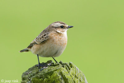 Whinchat - Paapje - Saxicola rubetra