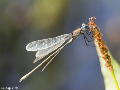 Common Spreadwing - Gewone Pantserjuffer - Lestes sponsa