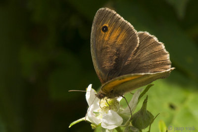 Meadow Brown - Bruin Zandoogje - Maniola jurtina