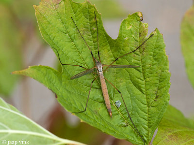 Daddy Long-legs - Langpootmug - Tipula paludosa