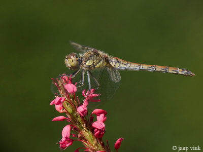 Common Darter - Bruinrode Heidelibel - Sympetrum striolatum