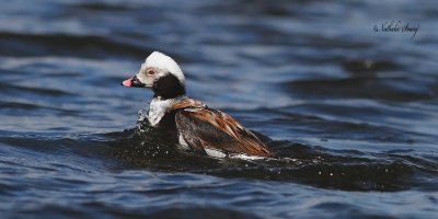 canards