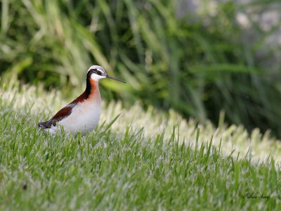 _MG_1302 Phalarope de Wilson baie-du-febvre.jpg