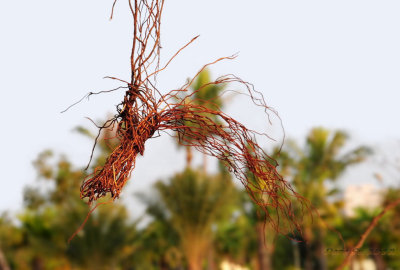 Tree beard