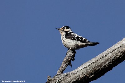 Dendrocopos minor (lasser spotted woodpecker - picchio rosso minore)