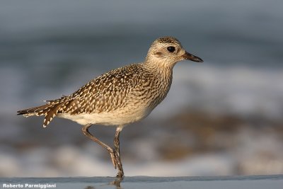 Pluvialis squatarola (grey plover - pivieressa)