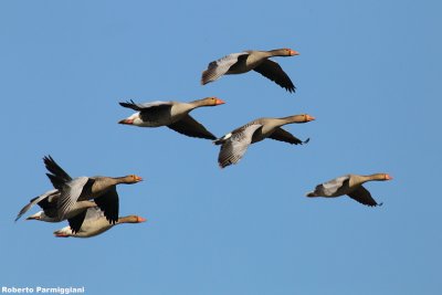 Anser anser (grey leg goose - oca selvatica)