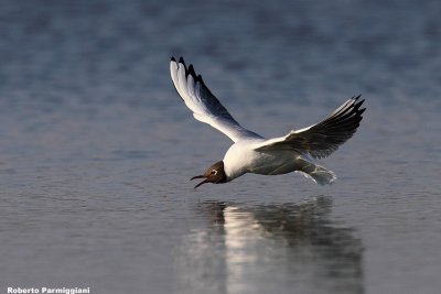 Larus ridibundus (black headed gull-gabbiano comune