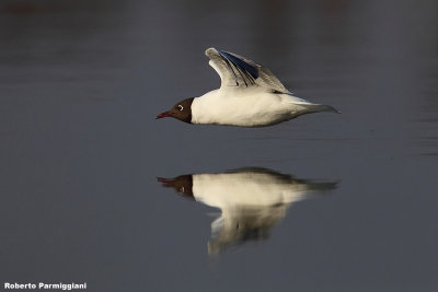 Larus ridibundus (black headed gull-gabbiano comune)