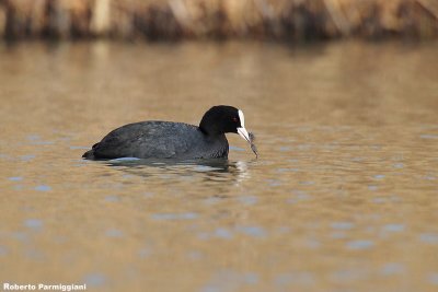 Fulica atra (coot-folaga)