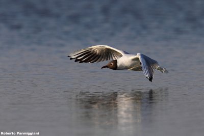 Larus ridibundus (black headed gull-gabbiano comune)