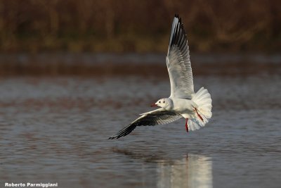 Larus ridibundus (black headed gull-gabbiano comune)