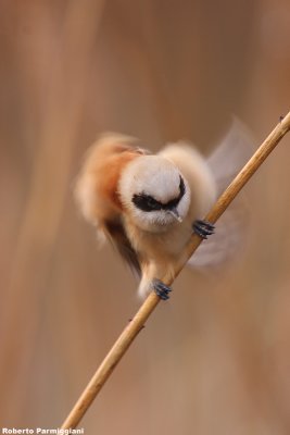 Remiz pendulinus (penduline tit-pendolino) in scomposition