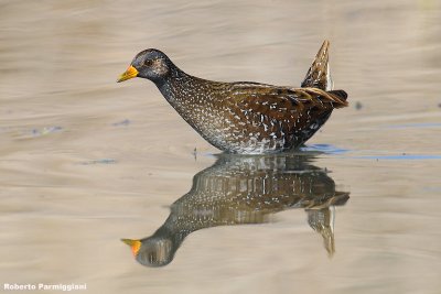 Porzana porzana (spotted crake - voltolino)