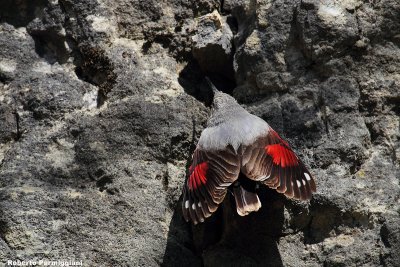 Tichodroma muraria (wallcreeper - picchio muraiolo)