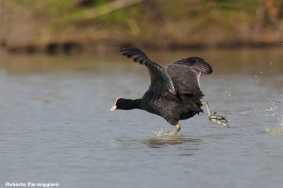 Fulica atra (coot-folaga)