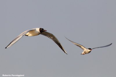 Larus ridibundus (black headed gull-gabbiano comune)