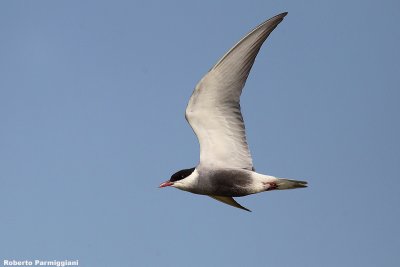 Chlidonias hybrida (whiskered tern  - mignattino piombato)