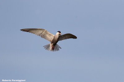 Chlidonias hybrida (whiskered tern  - mignattino piombato)