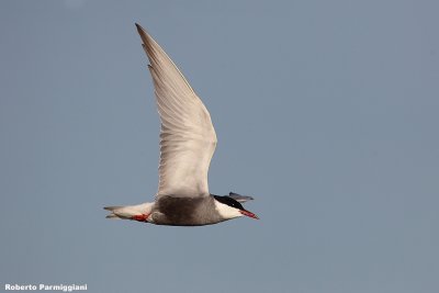 Chlidonias hybrida (whiskered tern  - mignattino piombato)