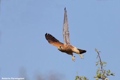 Falco tinnunculus (kestrel-gheppio)