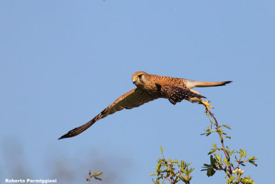 Falco tinnunculus (kestrel-gheppio)