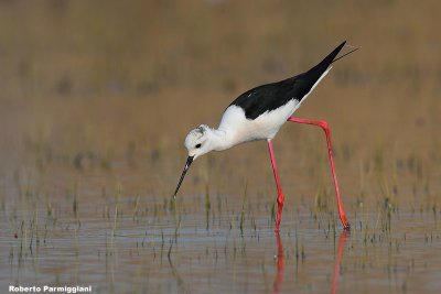 Himantopus himantopus (black winged stilt-cavaliere d'Italia)