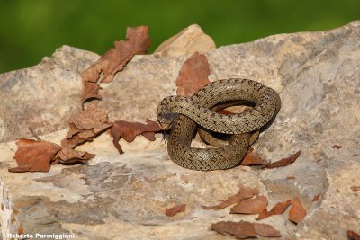 Coronella austriaca (colubro liscio)