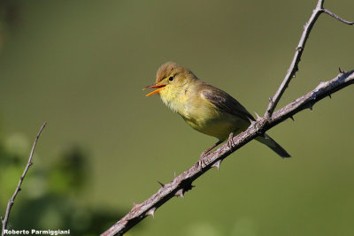 Hippolais polyglotta (melodious warbler - canapino)