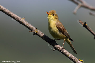 Hippolais polyglotta (melodious warbler - canapino)