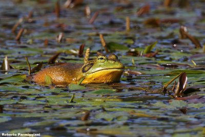 Lithobates catesbeianus (bull frog - rana toro)