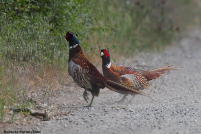 Phasianus colchicus(pheasant-fagiano comune)