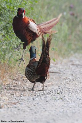 Phasianus colchicus(pheasant-fagiano comune)