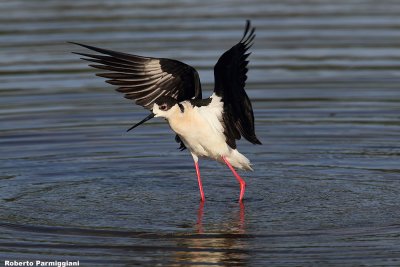 Himantopus himantopus (black winged stilt-cavaliere d'Italia)