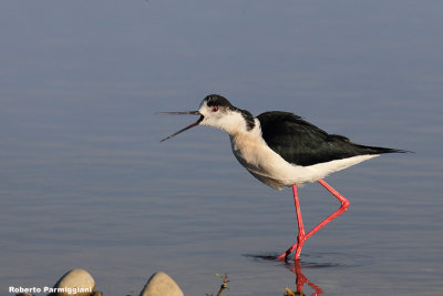 Himantopus himantopus (black winged stilt-cavaliere d'Italia)
